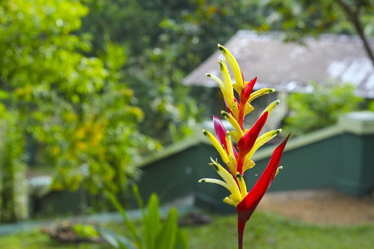 Blue Magpie Lodge Sinharaja Kudawe Eksteriør bilde